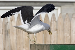 Kelp Gull