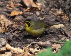 Kentucky Warbler