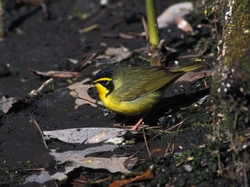 Kentucky Warbler