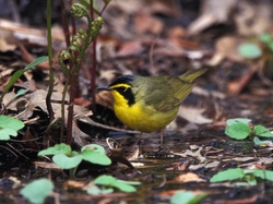 Kentucky Warbler