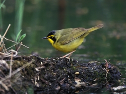 Kentucky Warbler