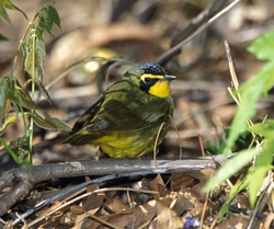 Kentucky Warbler