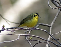 Kentucky Warbler