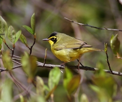 Kentucky Warbler