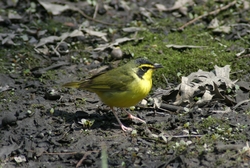 Kentucky Warbler