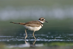 Killdeer