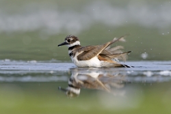 Killdeer