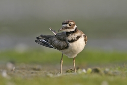 Killdeer
