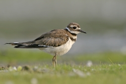 Killdeer