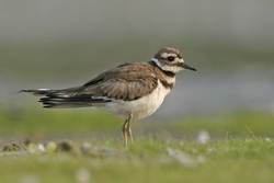 Killdeer