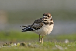 Killdeer