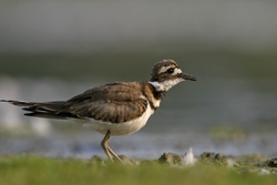 Killdeer