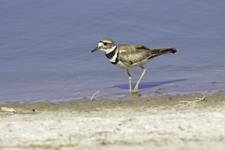 Killdeer