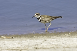 Killdeer