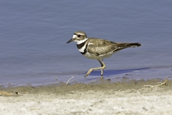 Killdeer