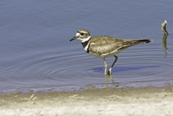 Killdeer