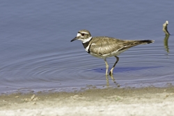 Killdeer