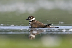 Killdeer