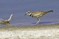 Killdeer