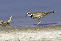 Killdeer