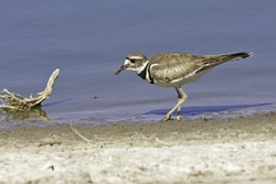 Killdeer