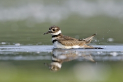 Killdeer