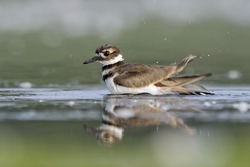 Killdeer