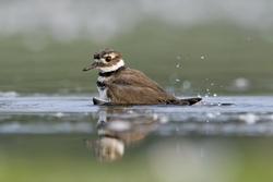 Killdeer