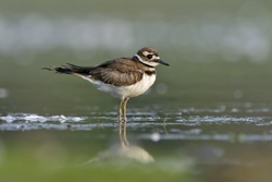 Killdeer