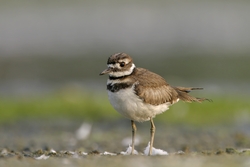 Killdeer