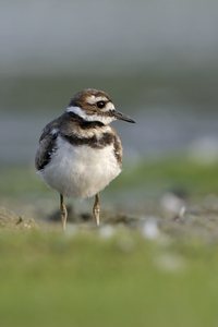 Killdeer