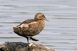 King Eider