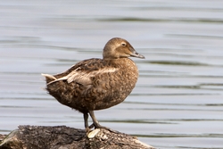King Eider