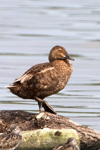 King Eider
