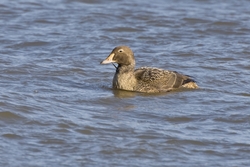 King Eider