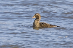 King Eider