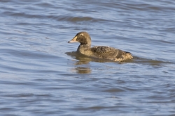King Eider