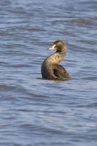 King Eider