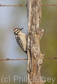 Ladder-backed Woodpecker