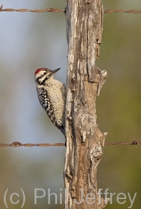 Ladder-backed Woodpecker