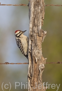 Ladder-backed Woodpecker