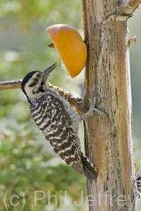 Ladder-backed Woodpecker