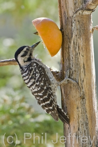 Ladder-backed Woodpecker