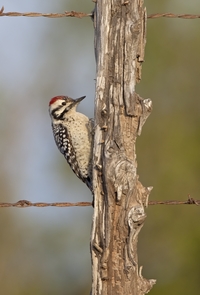Ladder-backed Woodpecker