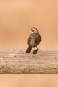 Lark Sparrow