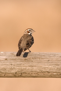 Lark Sparrow