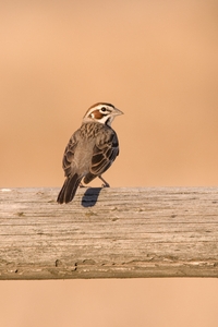 Lark Sparrow