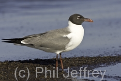 Laughing Gull