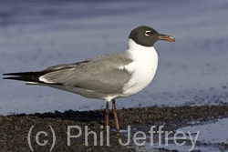 Laughing Gull