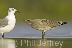 Laughing Gull